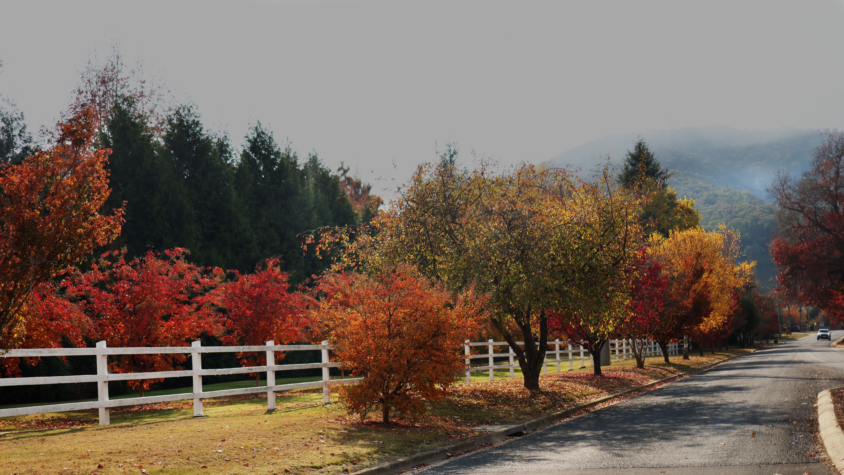 Autumn scenery with colorful trees lining a road and white picket fence.