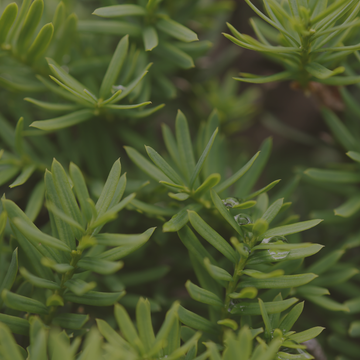 Close-up of green leaves with water droplets 