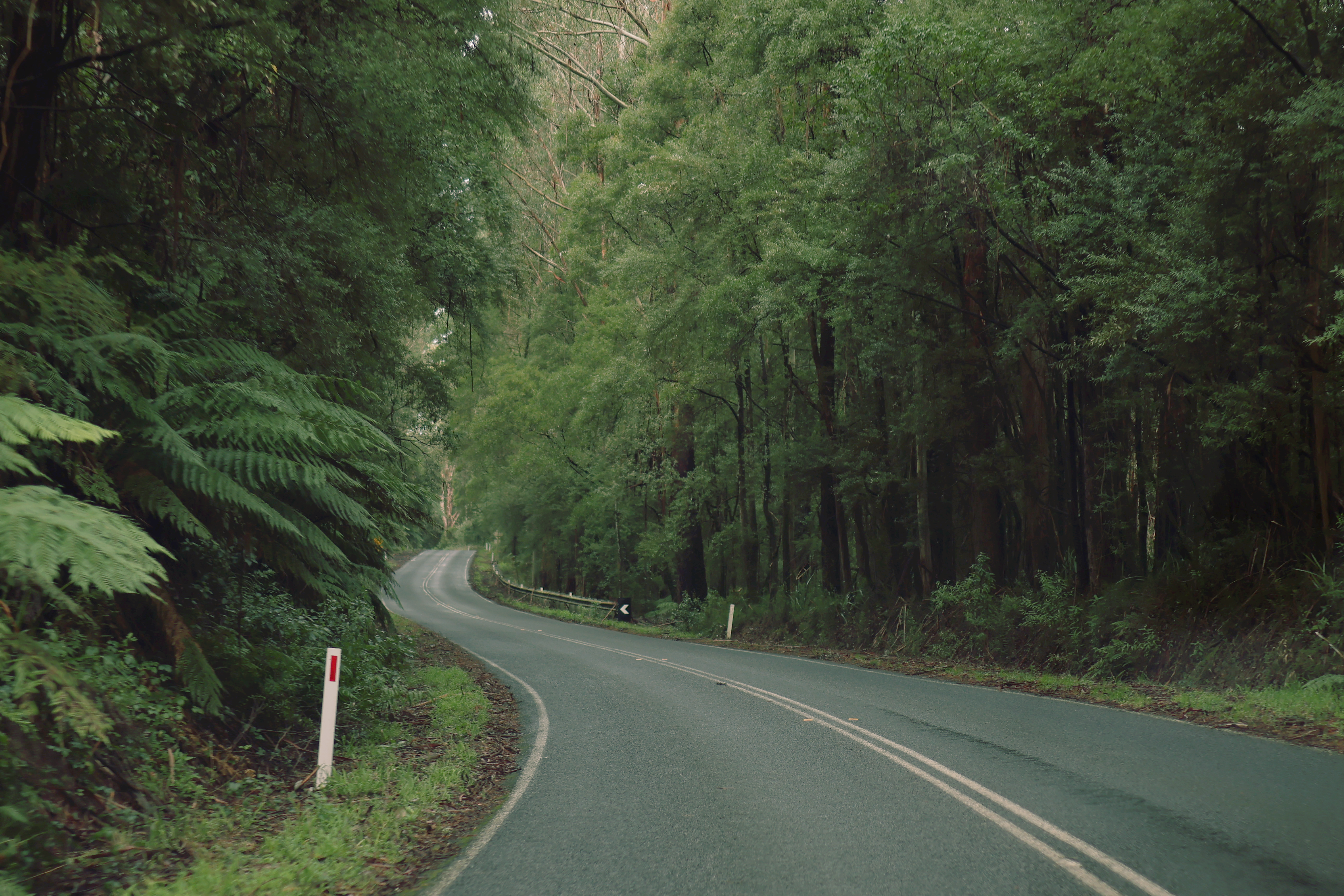 Winding road through a dense forest with tall trees on both sides.